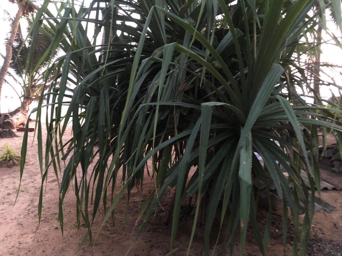 דירות Habaraduwa Central Mandy House מראה חיצוני תמונה